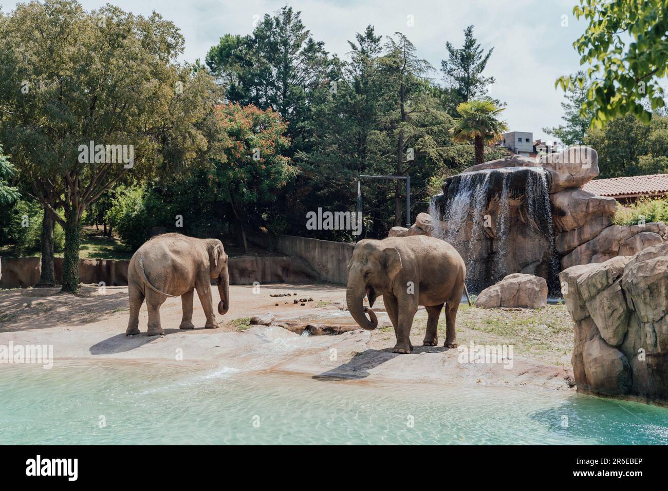 Recinzioni aperte con elefanti allo Zoo di Bergamo, Italia Foto Stock