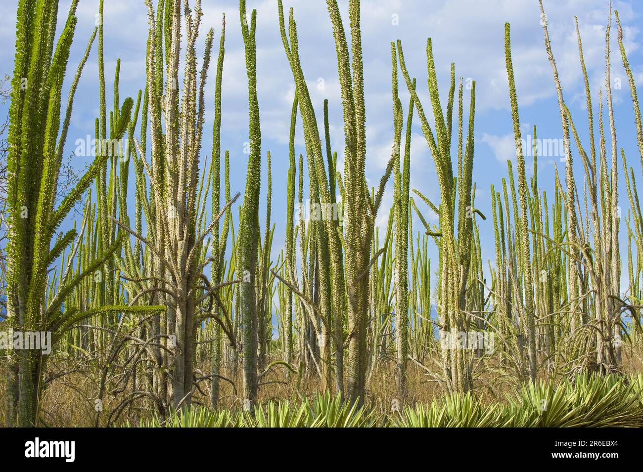 Didieraceae, Riserva di Bertenty (Didiera madagascariensis), Madagascar Foto Stock