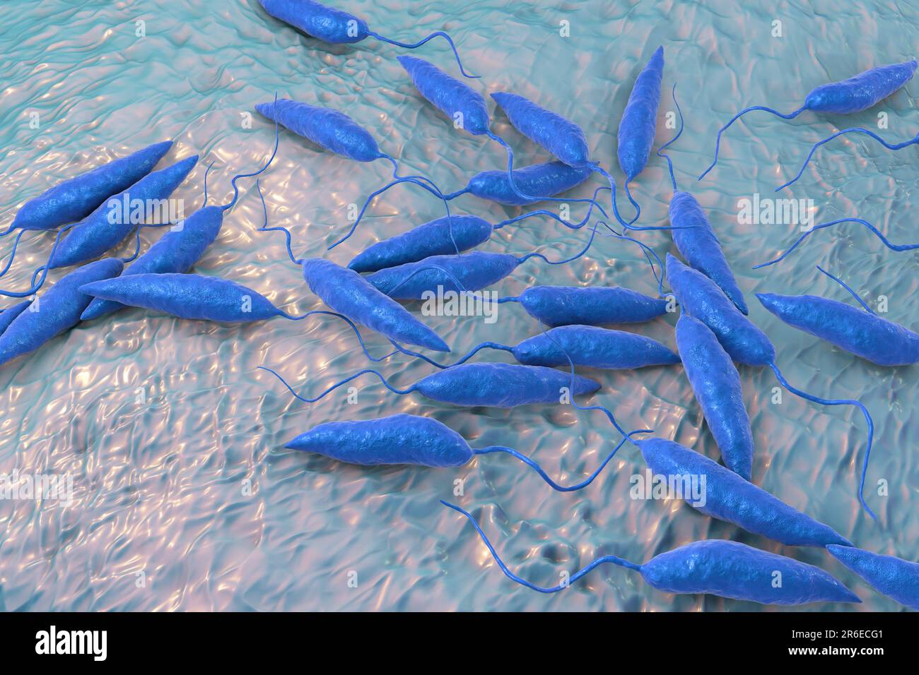 Leishmania sp. protozoa, illustrazione del computer. Questo parassita causa la leishmaniosi della malattia tropicale. Questo può assumere diverse forme, causando un'apertura Foto Stock