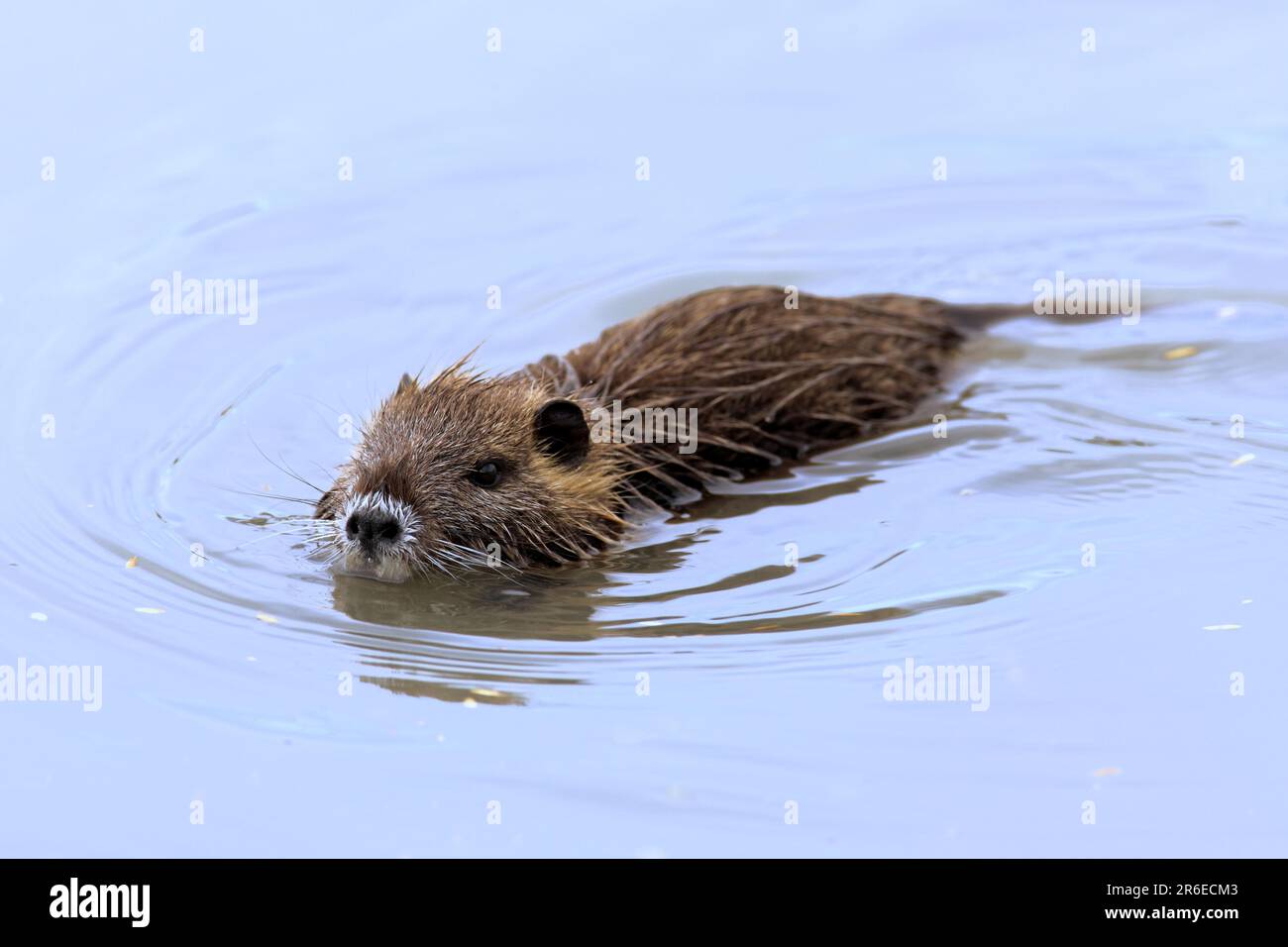 Nutria, Camargue, Provenza, Francia meridionale, castoro, Castoro palude, castoro coda (Myocastor coypus), ratto coda, Coypu, ratto acqua Foto Stock