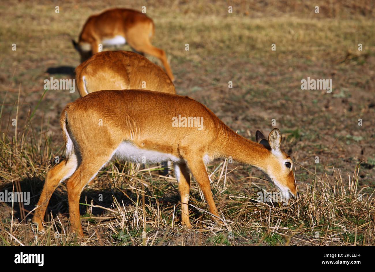 Pukus (Kobus vardonii) nel Parco Nazionale di Luangwa Sud, Zambia, pukus, Parco Nazionale di Luangwa Sud, Zambia Foto Stock
