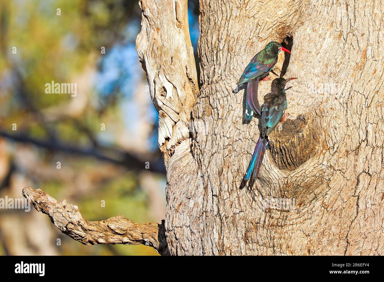 Hoopoes di legno verde (Feniculus purpurpureus), Parco Nazionale di Liwonde, Malawi Foto Stock