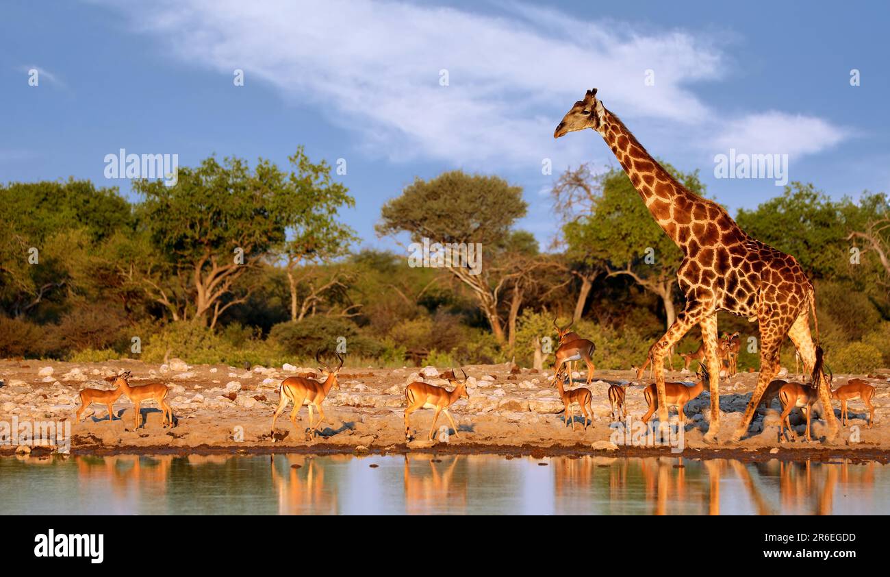Giraffe (Giraffa camelopardalis), Etosha-Nationalpark, Namibia Foto Stock