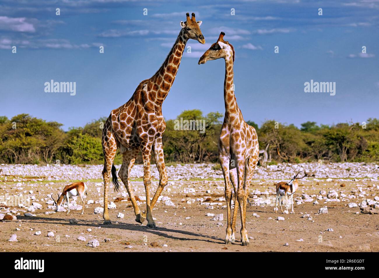 Giraffe (Giraffa camelopardalis), Etosha-Nationalpark, Namibia Foto Stock