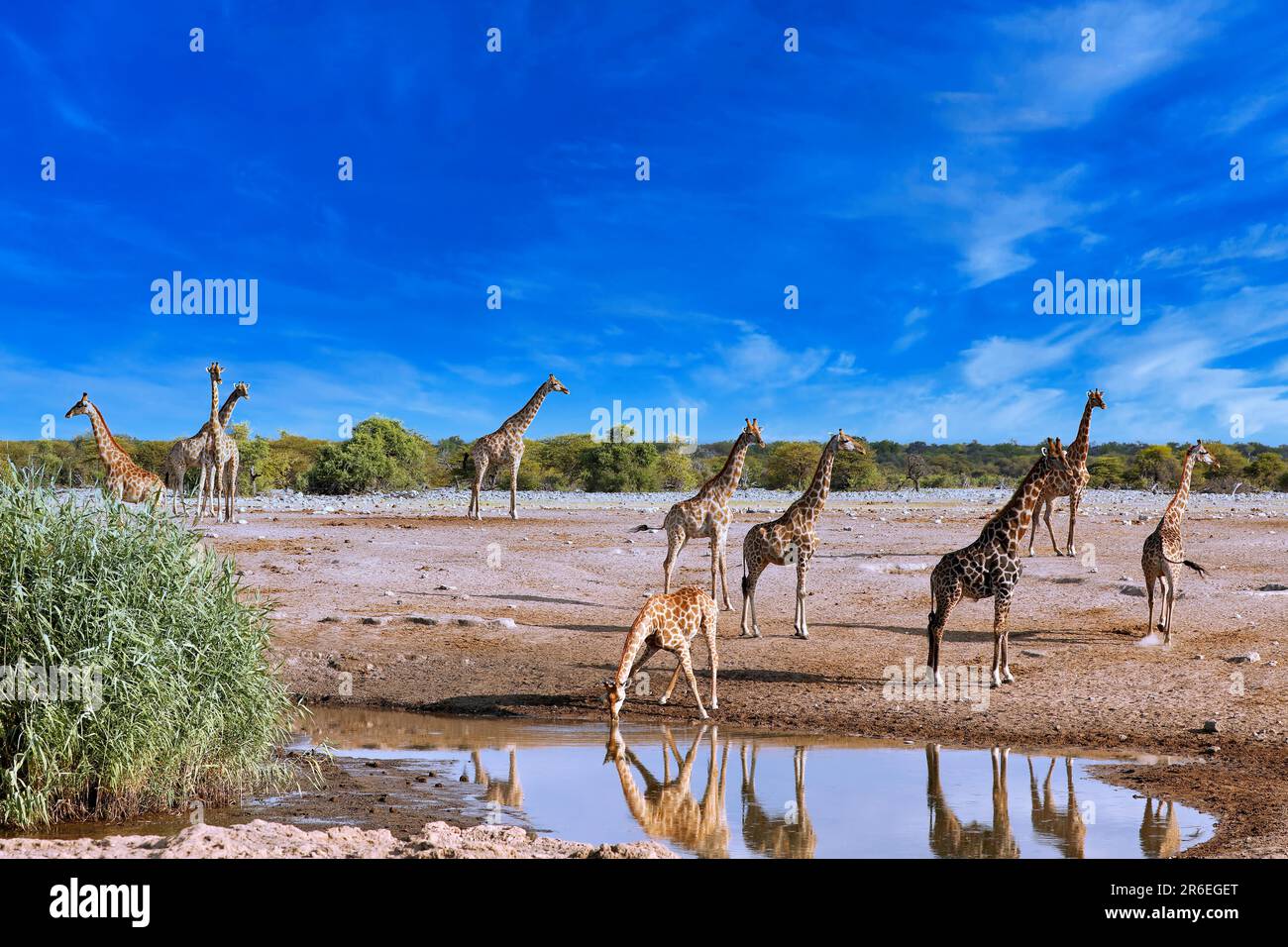 Giraffe (Giraffa camelopardalis) Parco Nazionale Etosha, Namibia Foto Stock