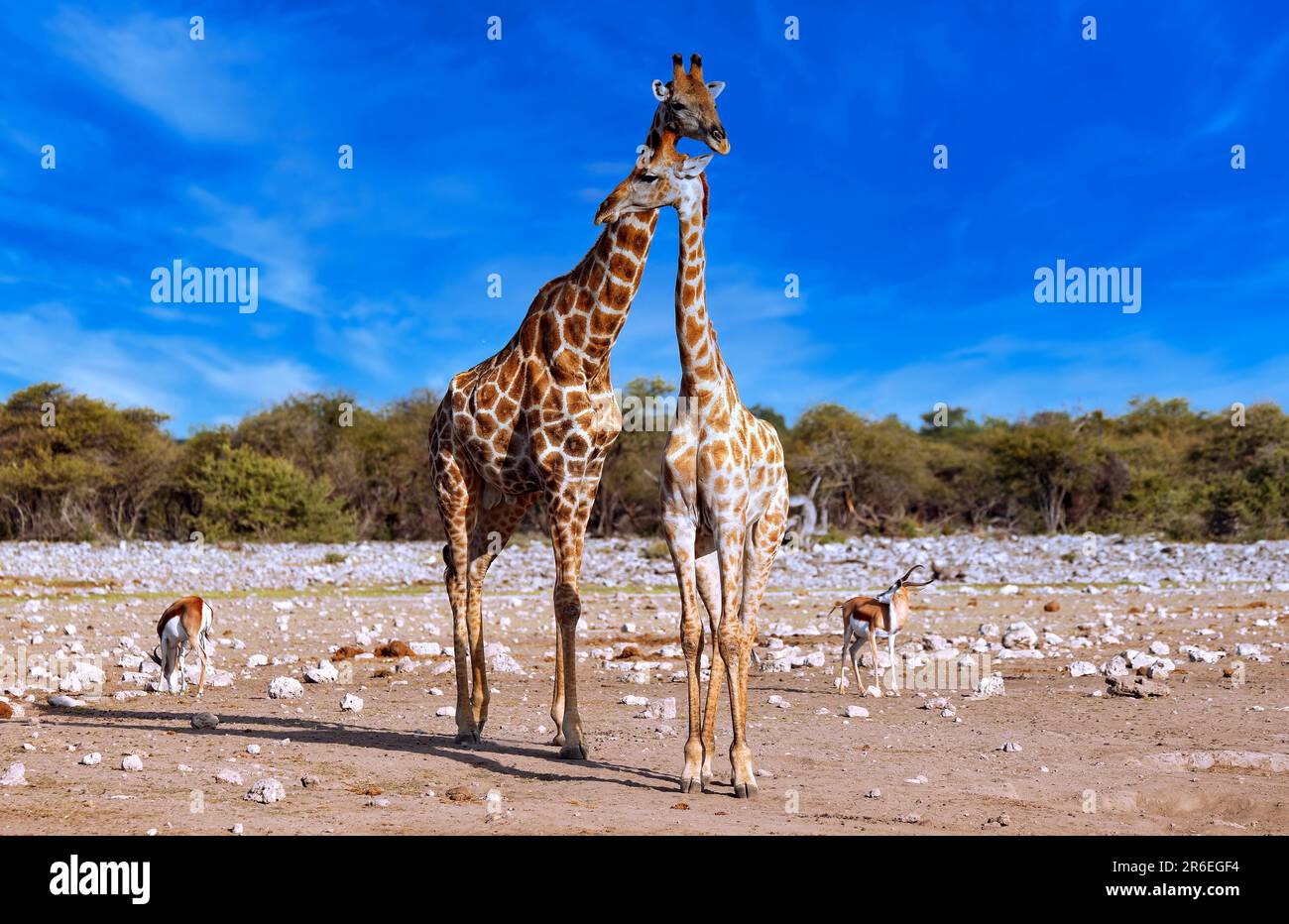 Giraffe (Giraffa camelopardalis) Parco Nazionale Etosha, Namibia Foto Stock