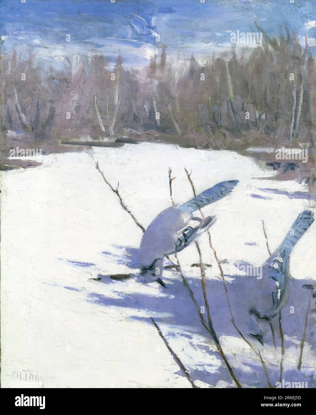 Blue Jays in Inverno, studio per il libro che nasconde la colorazione nel Regno animale. olio su tela. Data: CA. 1905-1909. Museo: Smithsonian American Art Museum. Foto Stock Blue Jays in Inverno, studio per il libro che nasconde la colorazione nel Regno animale. olio su tela. Data: CA. 1905-1909. Museo: Smithsonian American Art Museum. Foto Stock