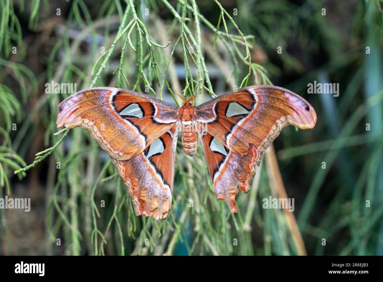 Un primo piano di una falena dell'atlante appollaiata su una pianta. Foto Stock