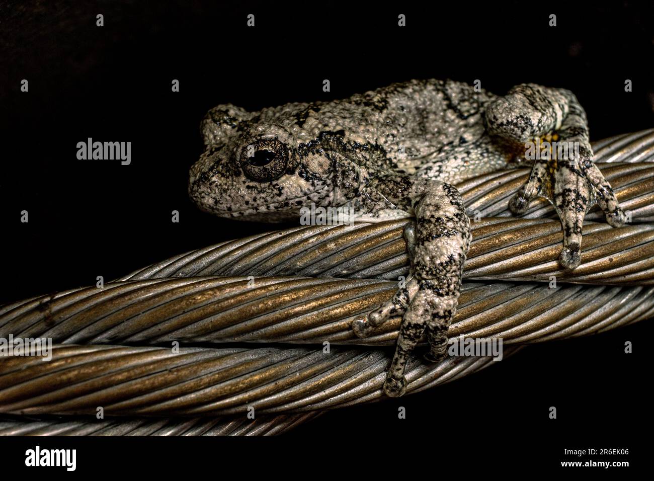 Una rana camuffata sul cavo su uno sfondo nero Foto Stock