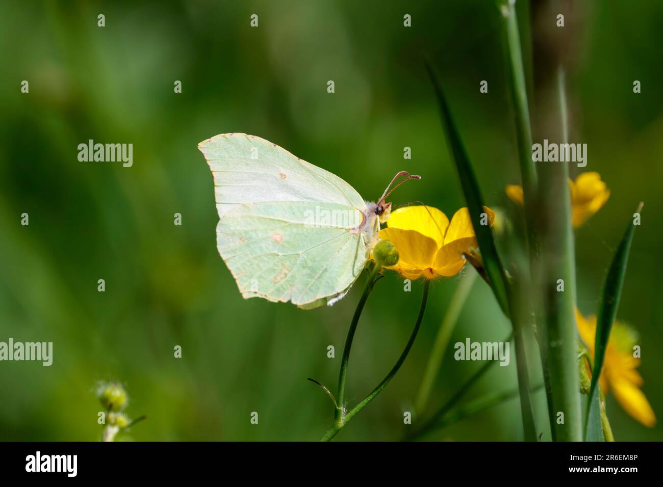 Farfalla di Brimstone Gonepteryx rhamni, giallastro sottobosce con marcature marroni e ovvie ovvie ali uniche di forma superiore maschio più giallo Foto Stock
