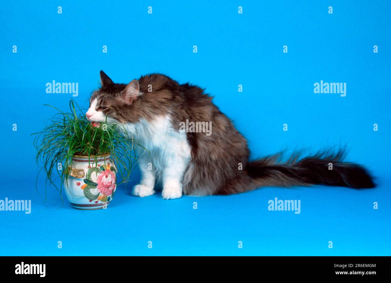 Gatto norvegese della foresta, nero-tabby-sgombro-bianco, mangia l'erba Foto Stock