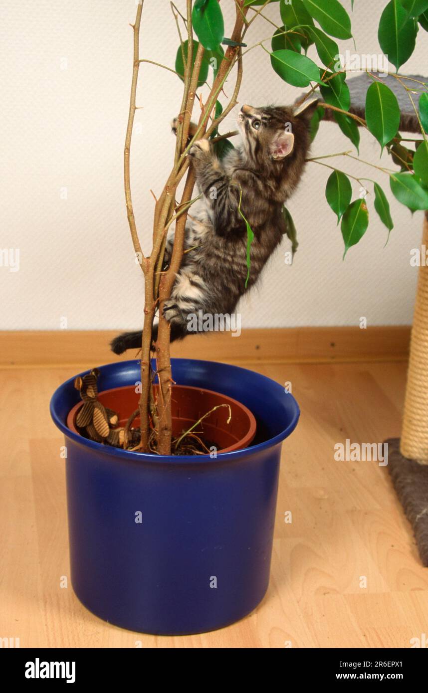 Gatto norvegese della foresta, gattino, arrampicata in fico (Ficus benjaminus) Foto Stock