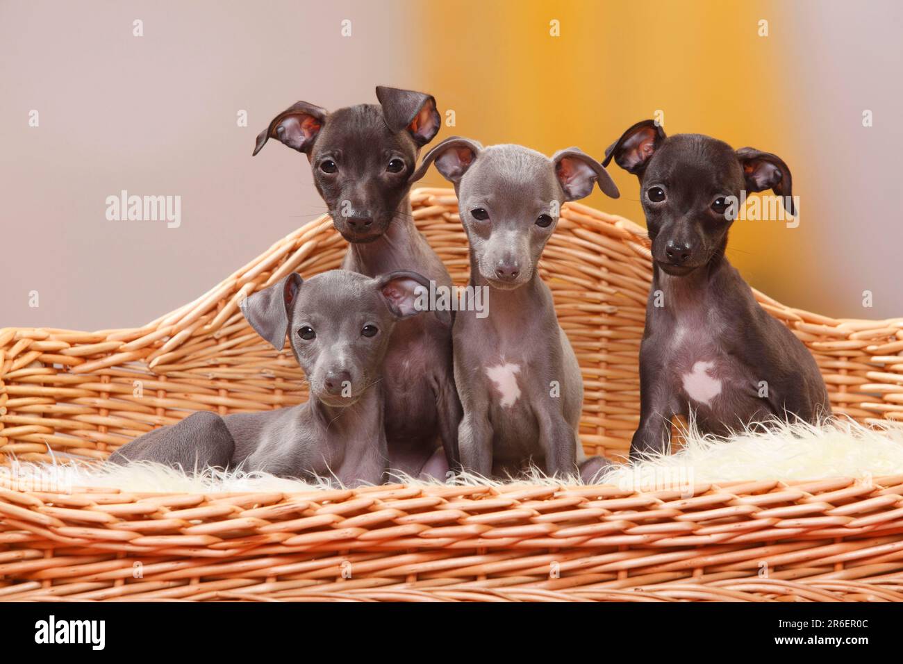 Italiano Vento Chimes, cuccioli, 8 settimane, piccolo Levriero Italiano Foto Stock