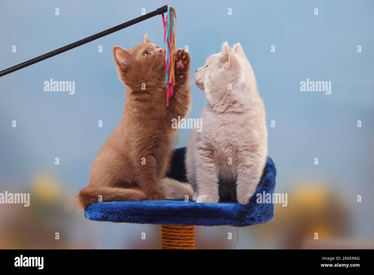 Gatti shorthair britannici, gattini, cannella e cuccioli, 3 mesi, BKH, Gatto shorthair britannico, giocattoli, canna da pesca del gatto Foto Stock