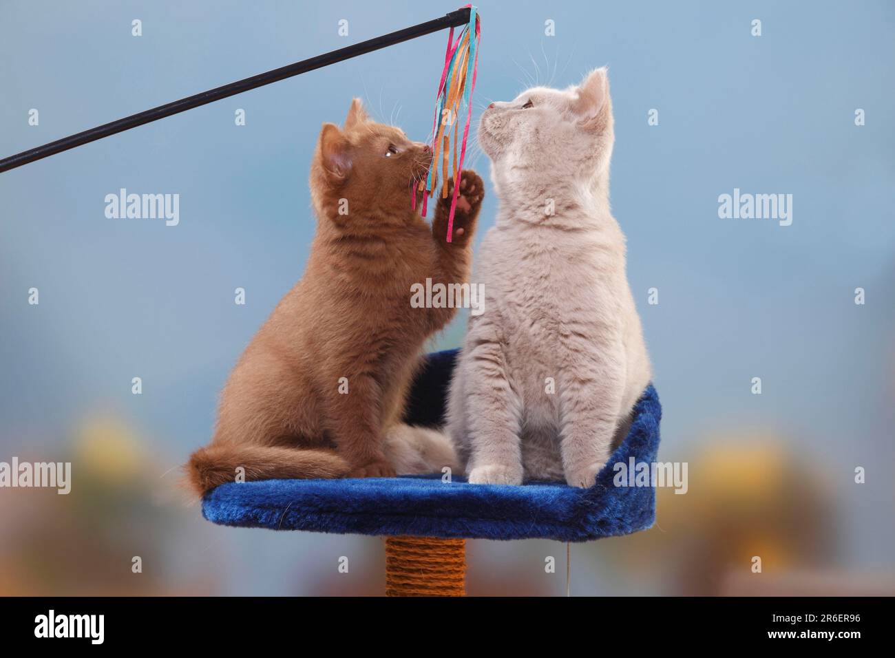 Gatti shorthair britannici, gattini, cannella e cuccioli, 3 mesi, BKH, Gatto shorthair britannico, giocattoli, canna da pesca del gatto Foto Stock