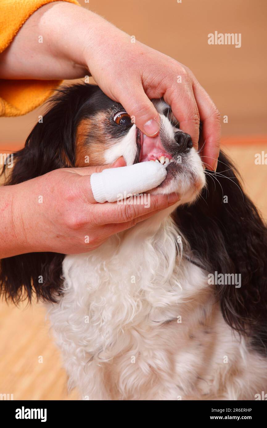 Cavalier re Charles Spaniel, tricolore, dentista fingerling Foto Stock