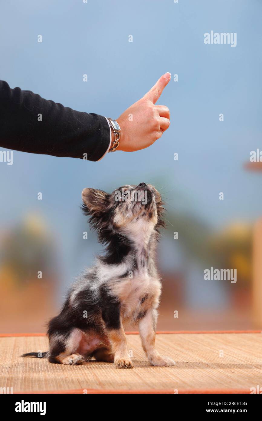 Chihuahua, con capelli lunghi, cucciolo, Dark-merle, 17 settimane, addestramento 'it', addestramento del cane Foto Stock Chihuahua, con capelli lunghi, cucciolo, Dark-merle, 17 settimane, addestramento 'it', addestramento del cane Foto Stock