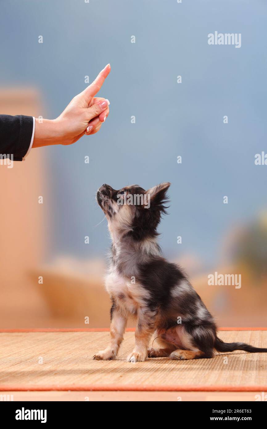 Chihuahua, con capelli lunghi, cucciolo, Dark-merle, 17 settimane, formazione per 'it', addestramento del cane Foto Stock Chihuahua, con capelli lunghi, cucciolo, Dark-merle, 17 settimane, formazione per 'it', addestramento del cane Foto Stock