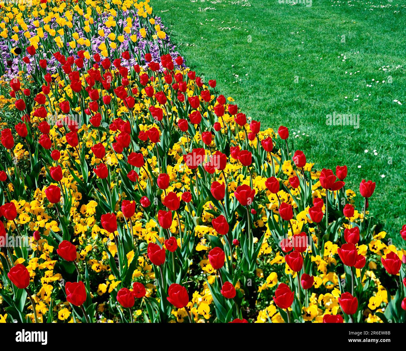 Tulipani e Pansies, isola di Mainau, tulipani e Pansies, isola di Mainau, Baden-Wuerttemberg, Pantere, Pansy, piante ornamentali da giardino, giglio ornamentale Foto Stock