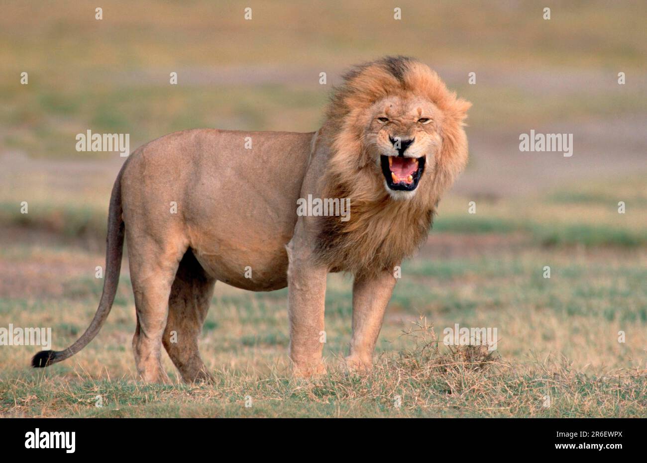 Leone, maschio, Savuti, Parco Nazionale di Chobe, Leone (Panthera leo), Maschio, parco nazionale di Chobe, leone del Botswana, Botswana Foto Stock
