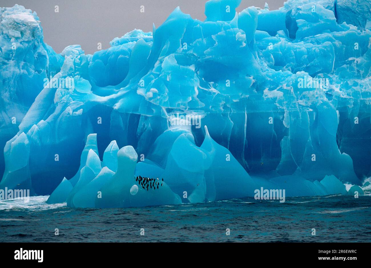 Pinguino bearded, pinguino Bearded, su iceberg blu, Antartide (Pygoscelis antartica), pinguino Bearded su iceberg blu, animali, uccelli, uccelli Foto Stock