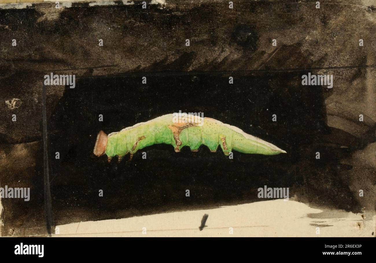 Più grande spotted Beach Leaf Edge Caterpillar, studio per il libro che nasconde la colorazione nel Regno degli animali. acquerello. Museo: Smithsonian American Art Museum. Foto Stock