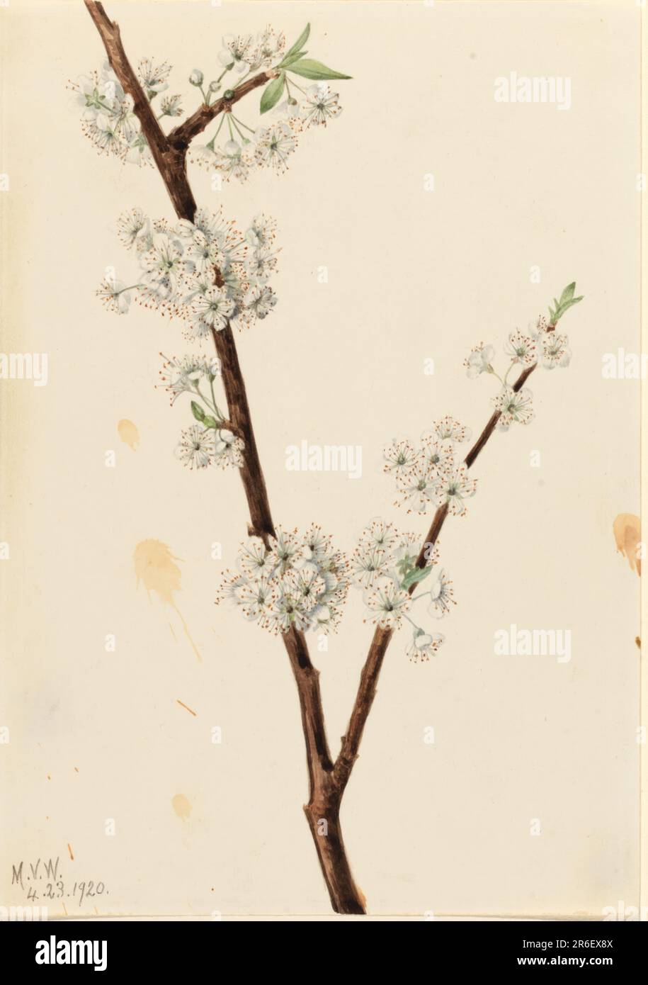 Susina di Chickasaw (Prunus angustifolia). Data: 1920. Acquerello su carta. Museo: Smithsonian American Art Museum. Foto Stock