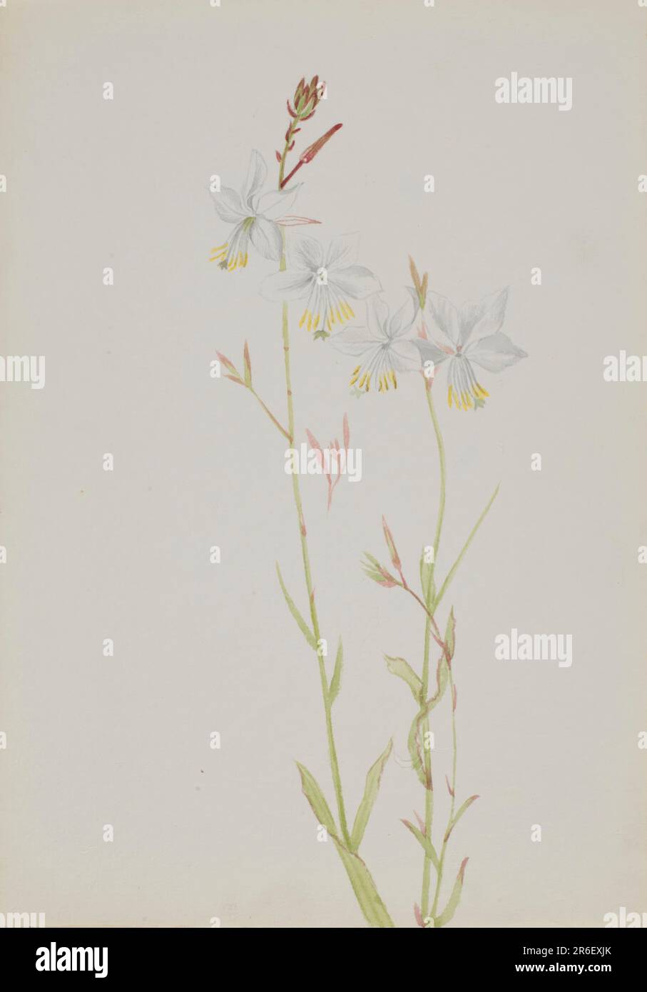(Senza titolo--Studio sui fiori). Data: N.d. Acquerello su carta. Museo: Smithsonian American Art Museum. Foto Stock