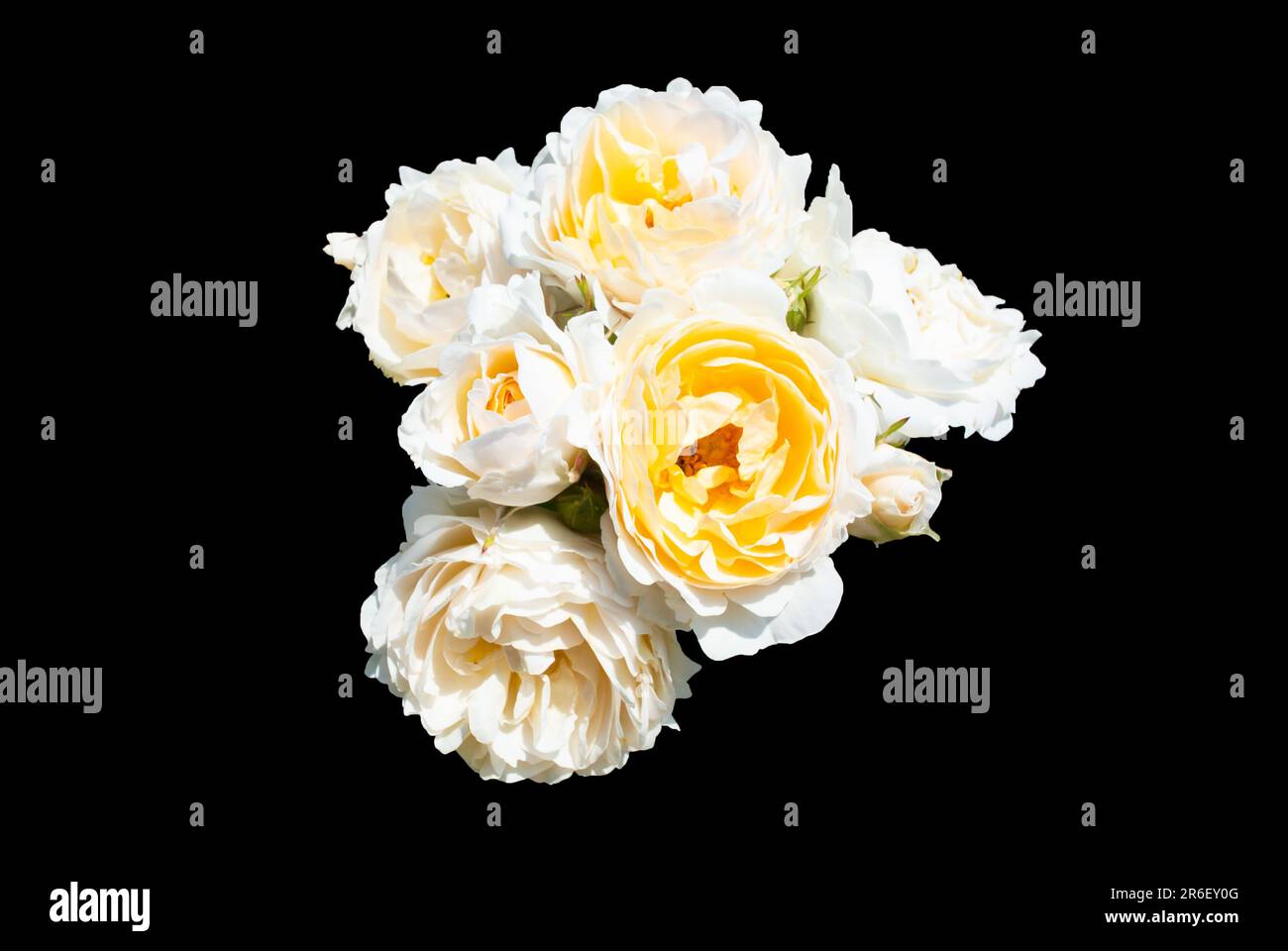 Un gruppo di rose bianche e gialle con fondo nero Foto Stock