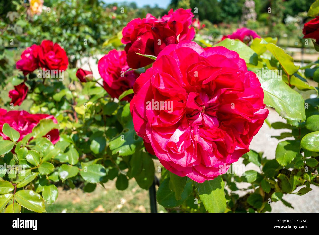 Rosa rossa con doppio fiore. Foto Stock