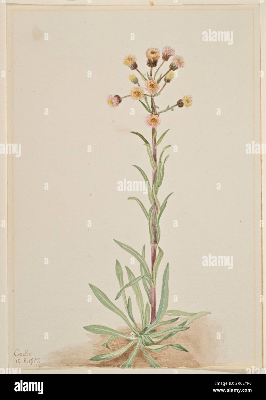 Alta Fleabane (Erigeron acris). Data: 1917. Acquerello su carta. Museo: Smithsonian American Art Museum. Foto Stock