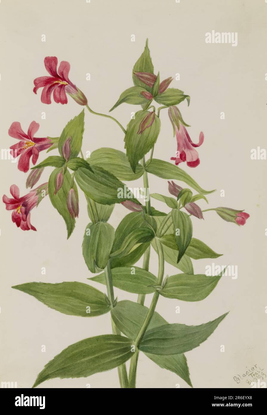 Fiore delle scimmie di Lewis (Mimulus lewisii). Data: 1899. Acquerello su carta. Museo: Smithsonian American Art Museum. Foto Stock