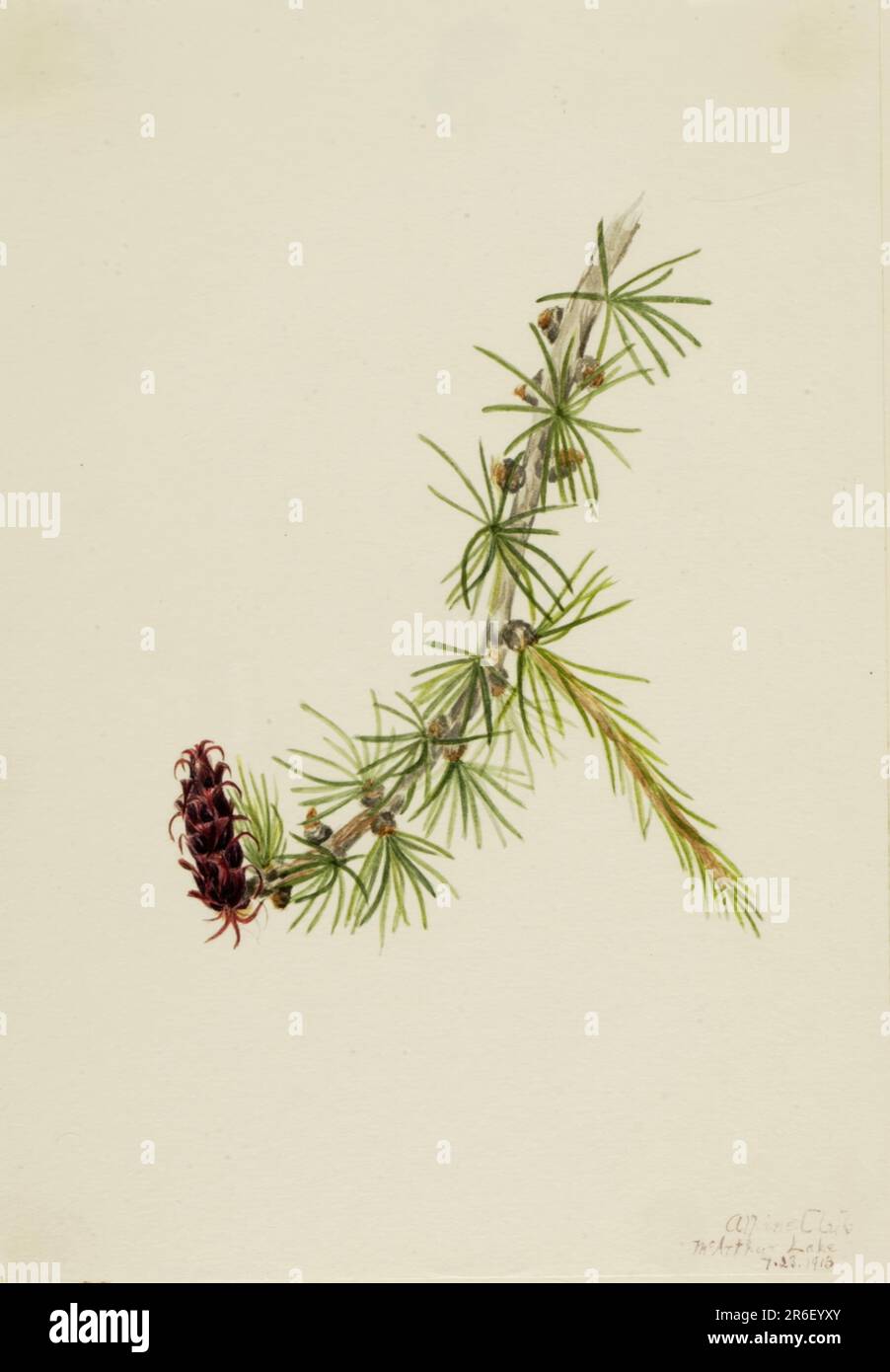Lyall Larch (Larix lyallii). Data: 1913. Acquerello su carta. Museo: Smithsonian American Art Museum. Foto Stock