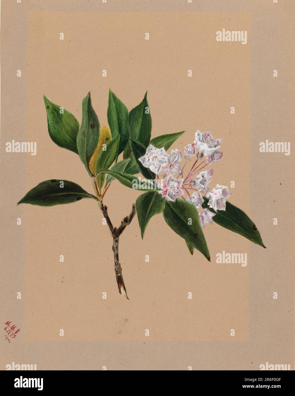 Laurel di montagna (Kalmia latifolia). Data: 1879. Acquerello su carta. Museo: Smithsonian American Art Museum. Foto Stock