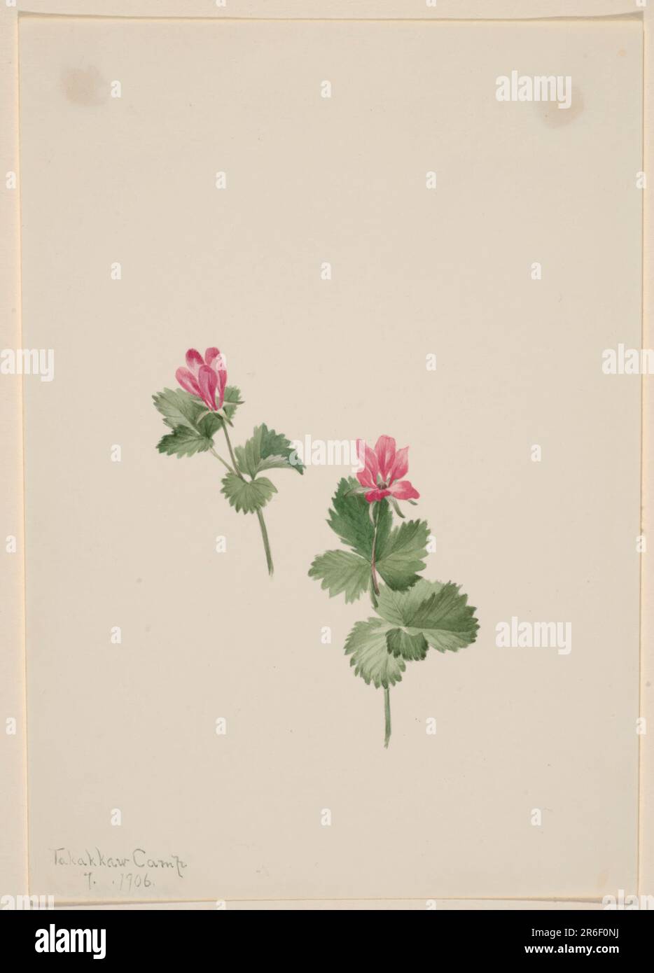 Articolo di Rubus. Data: 1881. Acquerello su carta. Museo: Smithsonian American Art Museum. Foto Stock