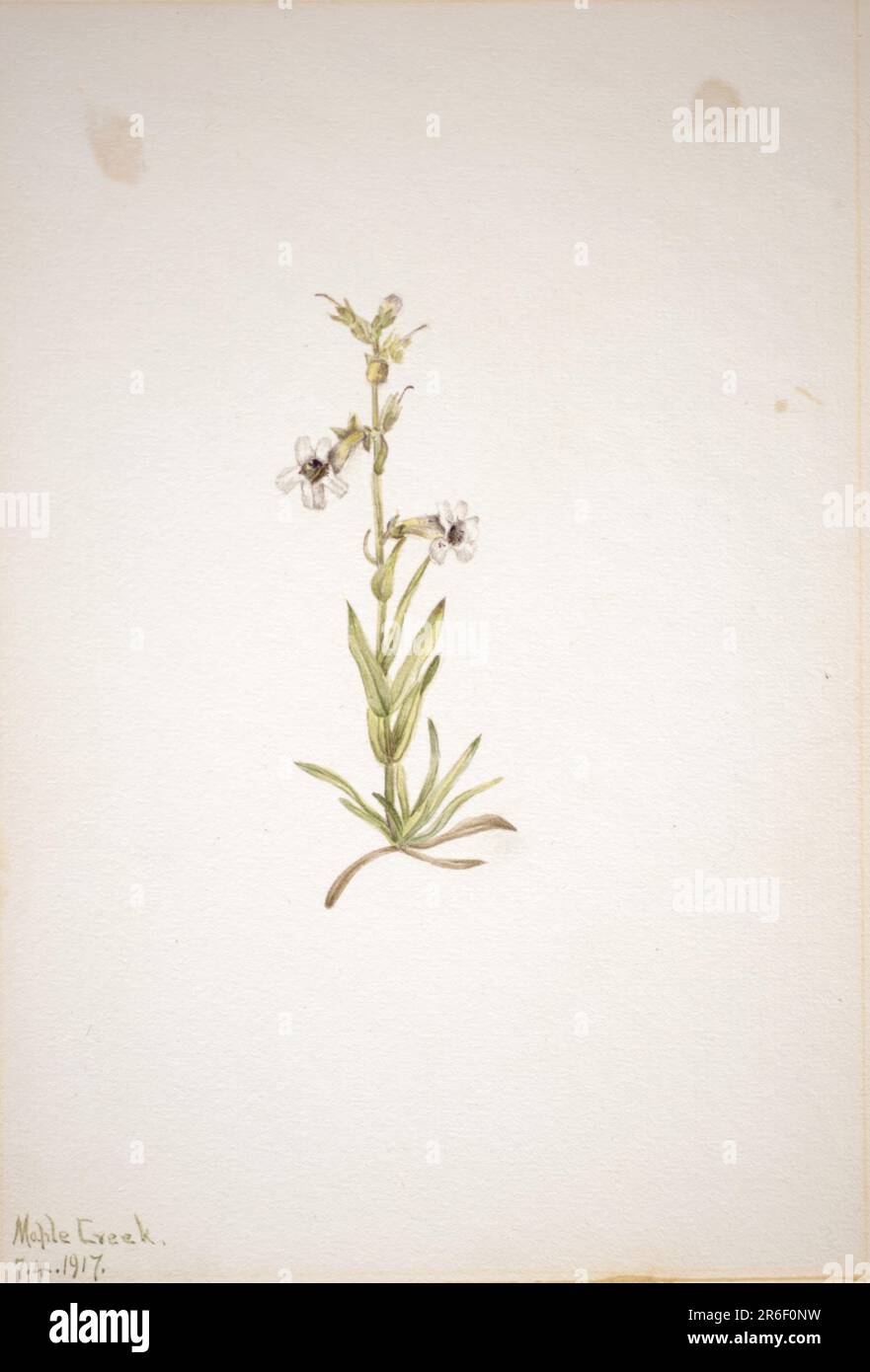 (Senza titolo--Studio di pianta). Data: 1917. Acquerello su carta. Museo: Smithsonian American Art Museum. Foto Stock