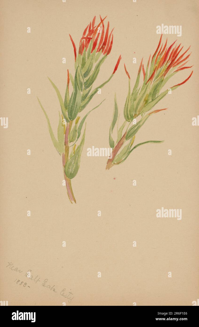 (Senza titolo--Studio di pianta). Data: 1883. Acquerello su carta. Museo: Smithsonian American Art Museum. Foto Stock