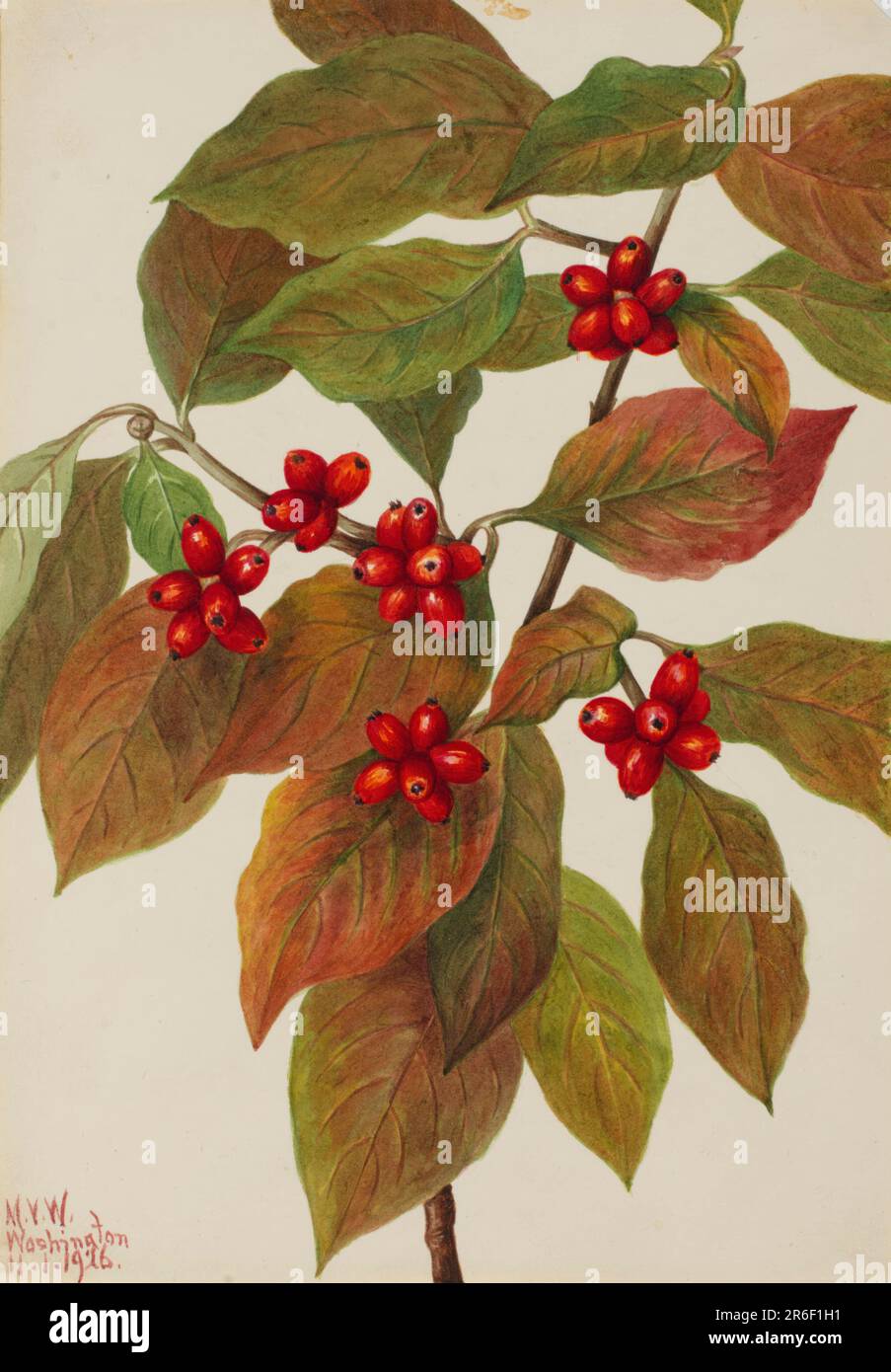 Fioritura Dogwood (Cornus florida). Data: 1926. Acquerello su carta. Museo: Smithsonian American Art Museum. Foto Stock