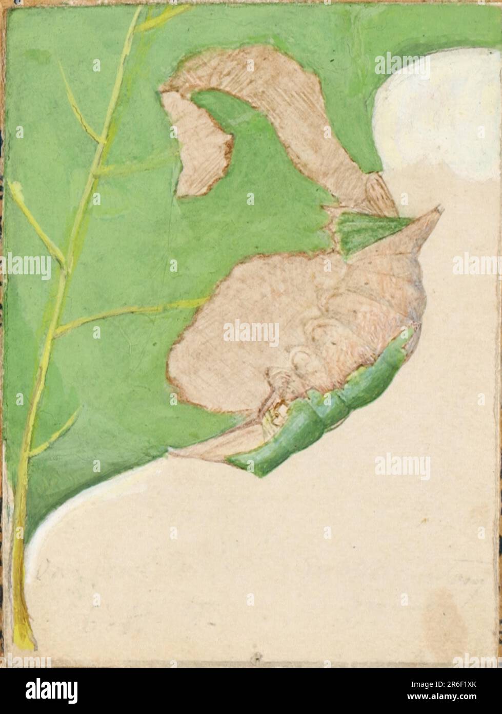 Oak Leaf Edge Caterpillar, studio per libro che nasconde la colorazione nel Regno degli animali. acquerello. Museo: Smithsonian American Art Museum. Foto Stock