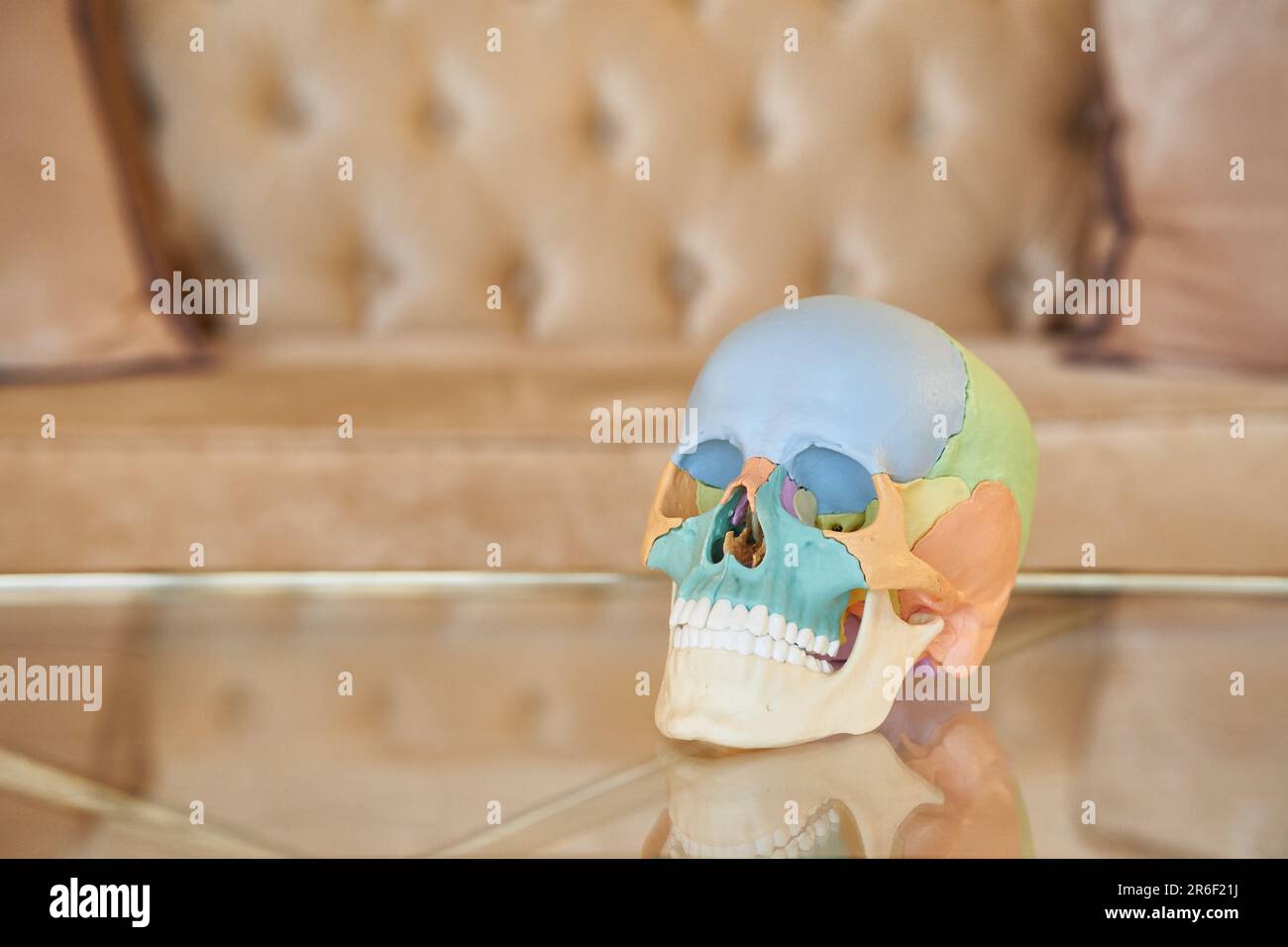 Campioni di cranio colorati Foto Stock