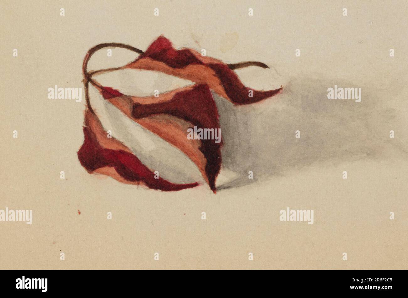 Senza titolo (foglie d'autunno arricciate). Acquerello su carta. Data: 1872. Museo: Smithsonian American Art Museum. Foto Stock