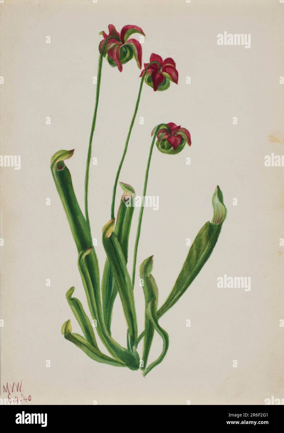 (Senza titolo--Studio sui fiori). Acquerello su carta. Data: 1940. Museo: Smithsonian American Art Museum. Foto Stock
