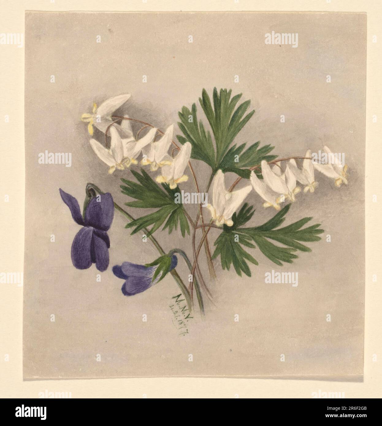 Le braghe di Dutchman (Bikukulla cucullaria). Data: 1877. Acquerello su carta. Museo: Smithsonian American Art Museum. Foto Stock