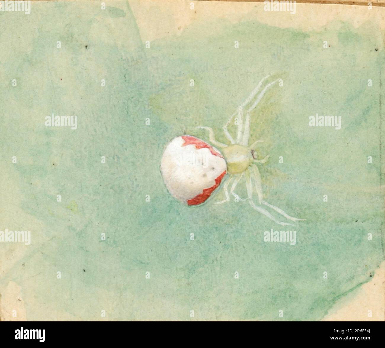 Ragno bianco-porcellana. acquerello. Museo: Smithsonian American Art Museum. Foto Stock