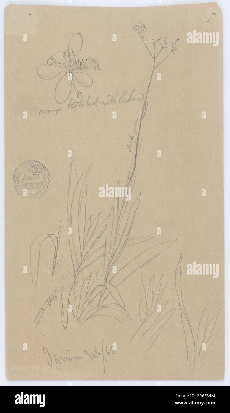 Vista verticale che mostra i dettagli di una pianta: Due dettagli del gambo e delle foglie in basso; un gambo alto cresce da un mazzo di foglie e porta i petali in alto; e un petalo in grande scala in alto a sinistra. Grafite su carta grigia. Data: Luglio 1865. Museo: Cooper Hewitt, Smithsonian Design Museum. Foto Stock