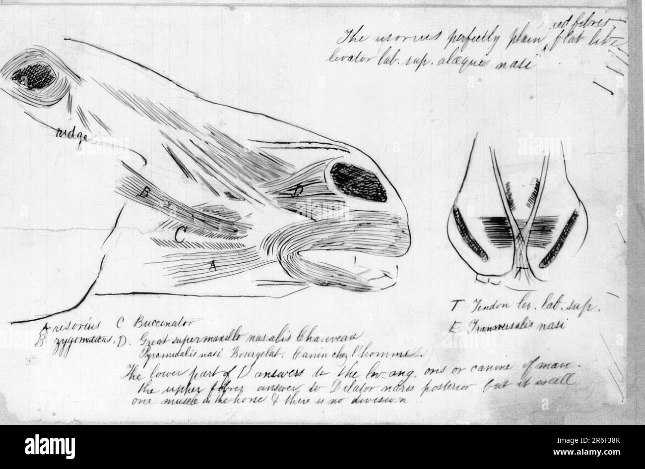 (Senza titolo) (Studio anatomico della testa di cavallo). Data: 1878. Inchiostro e matita su carta. MUSEO: HIRSHHORN MUSEO E GIARDINO SCULTURA. Foto Stock