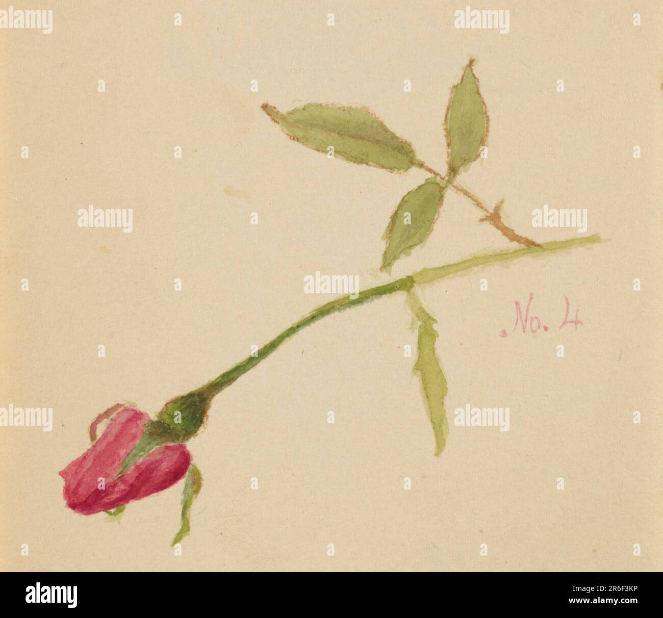 Senza titolo (Rosa). Acquerello su carta. Data: 1872. Museo: Smithsonian American Art Museum. Foto Stock