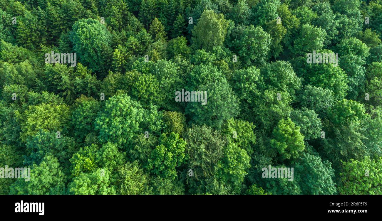 Vista aerea delle cime degli alberi decidue verdi nella foresta, Germania Foto Stock