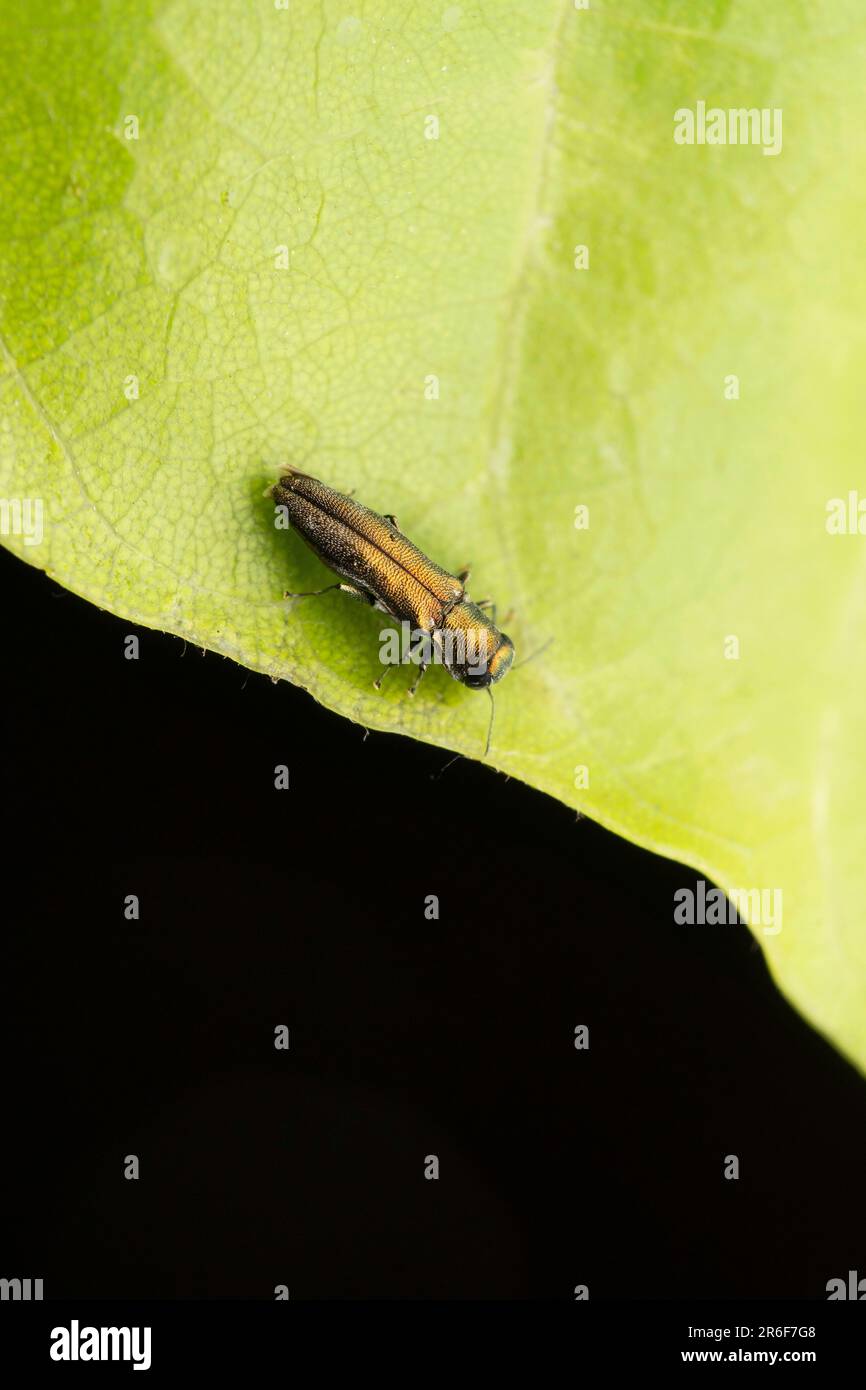 Canbium borer di Dogwood, Agrillus cephalicus a Satara, Maharashtra, India Foto Stock