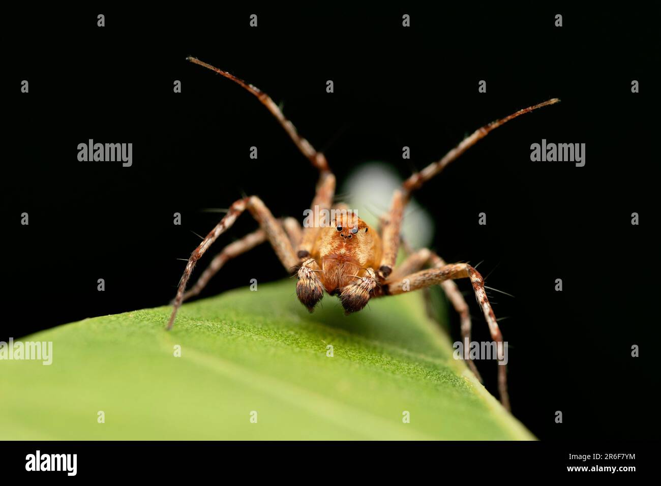 Scimmia rossa fronteggiava il ragno di lynx, Hamatailwa Grisea a Satara, Maharashtra, India Foto Stock